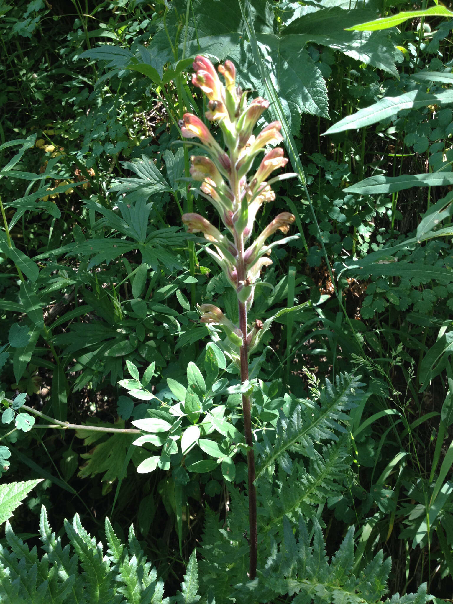 Image of Giant Lousewort