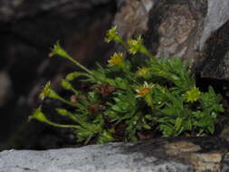 Imagem de Saxifraga sedoides L.