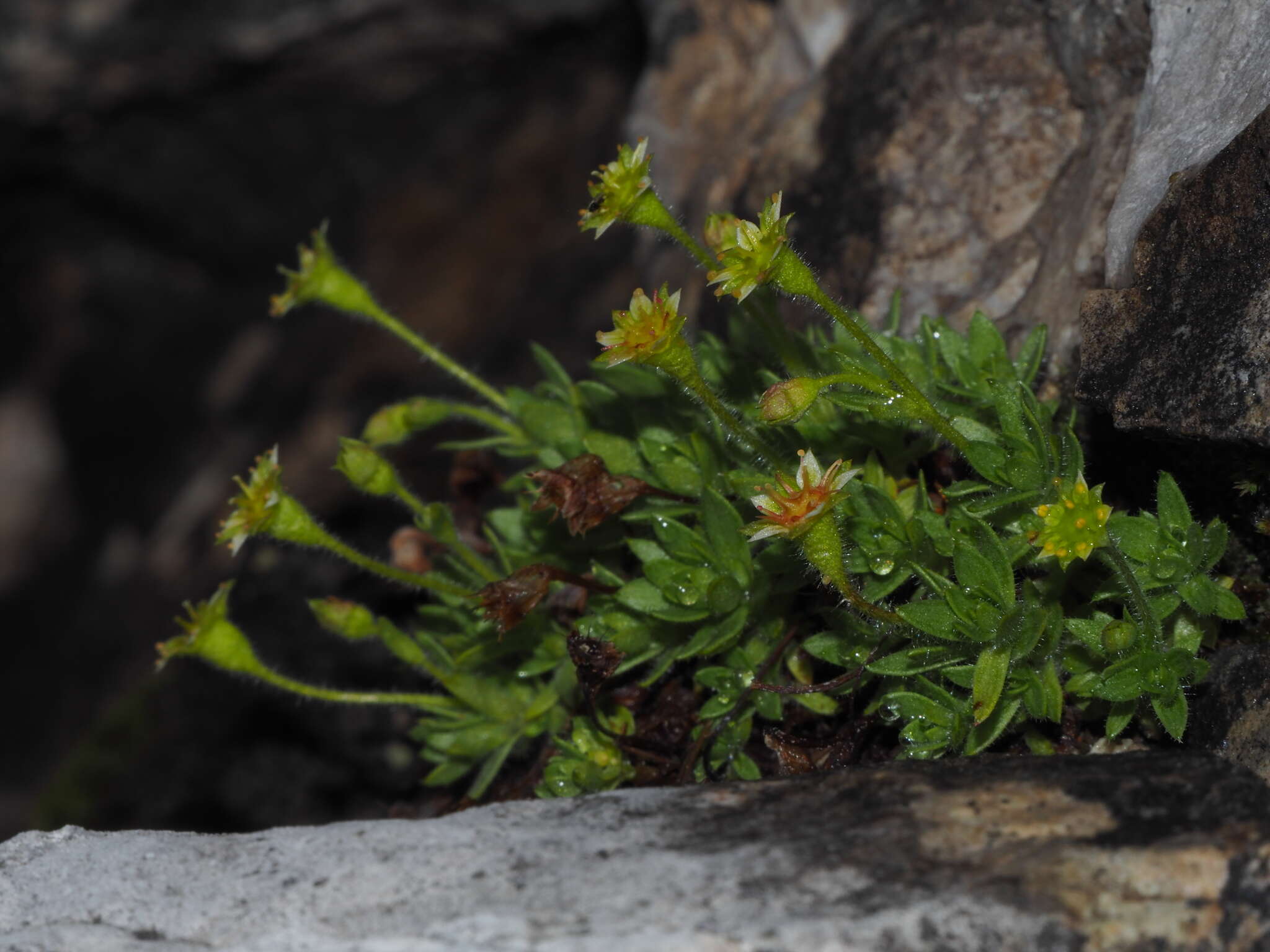 Plancia ëd Saxifraga sedoides L.