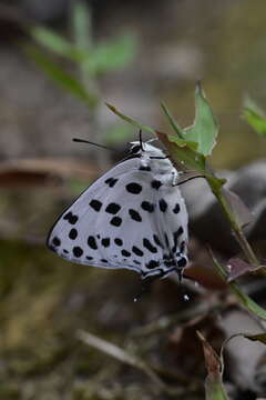 Image of <i>Tajuria maculatus</i>