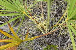 Image of scrub palmetto