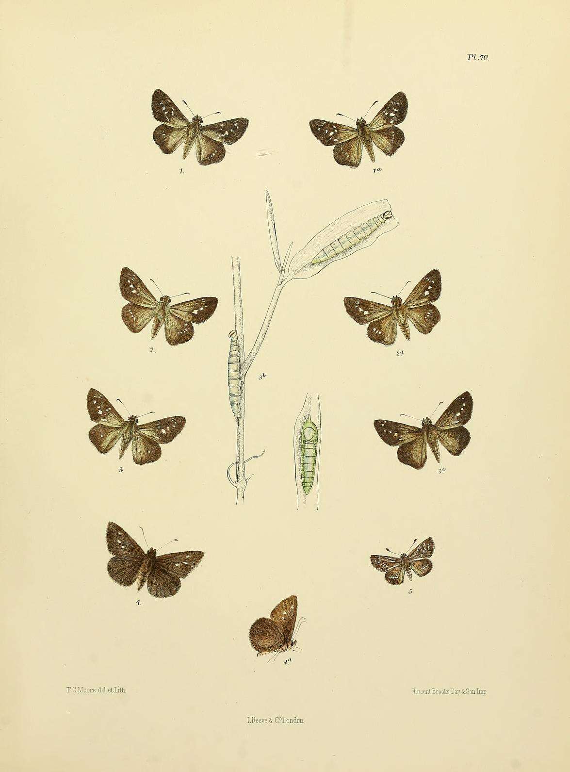 Image of Telicota bambusae