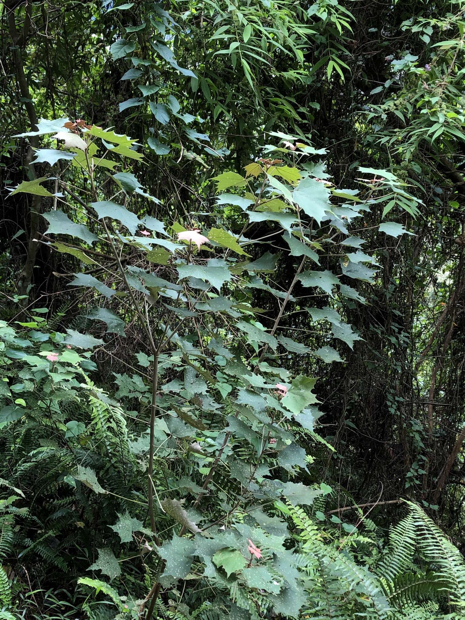 Plancia ëd Mallotus paniculatus var. formosanus (Hayata) Hurus.