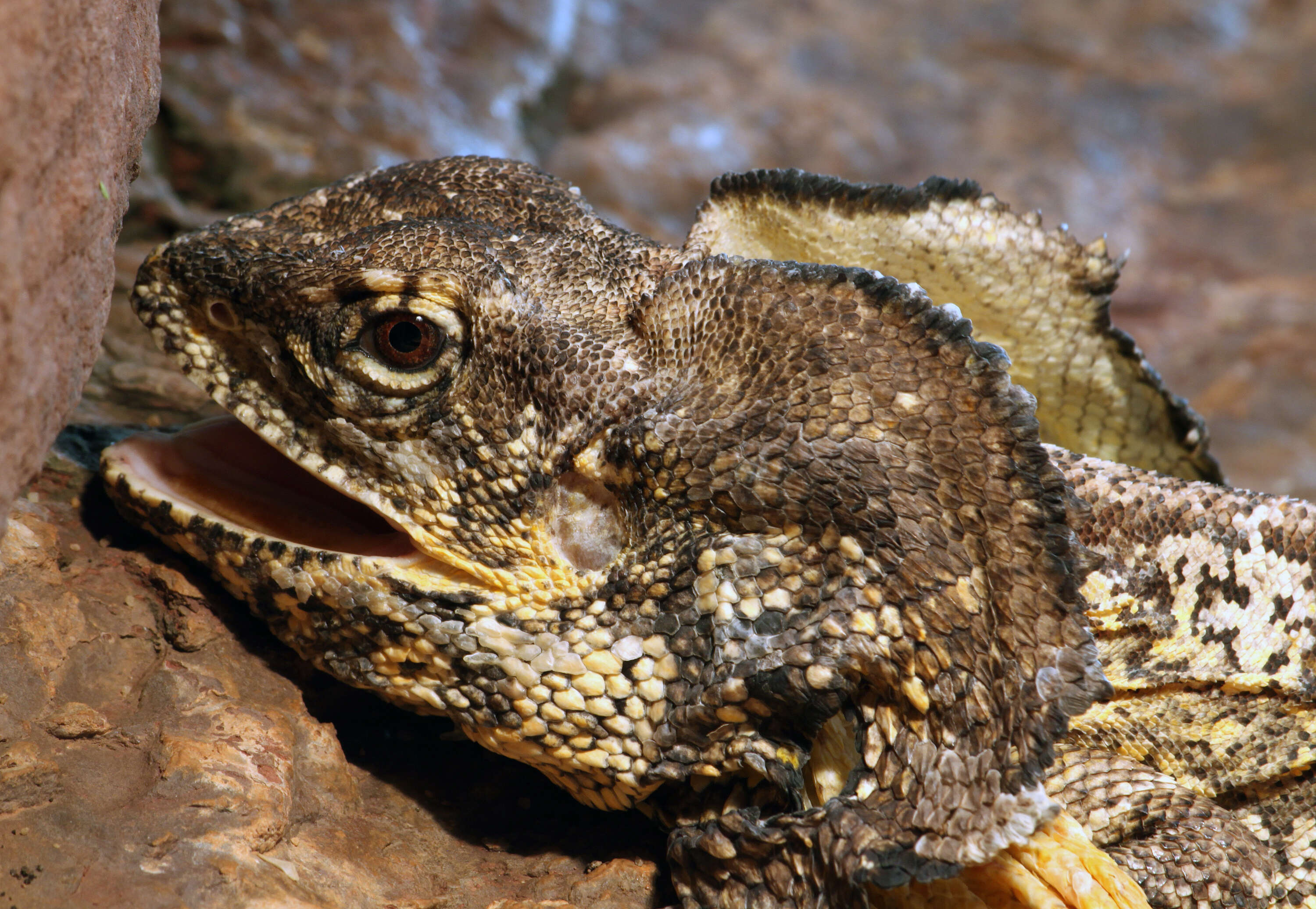 Image of Frilled Lizard