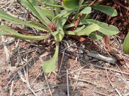 Imagem de Limonium sinense (Girard) Kuntze