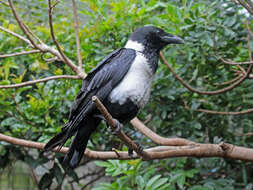 Image of Pied Crow