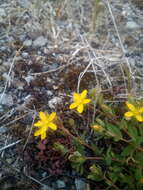 Image of trailing St John's-wort