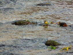 Image of Grey Wagtail