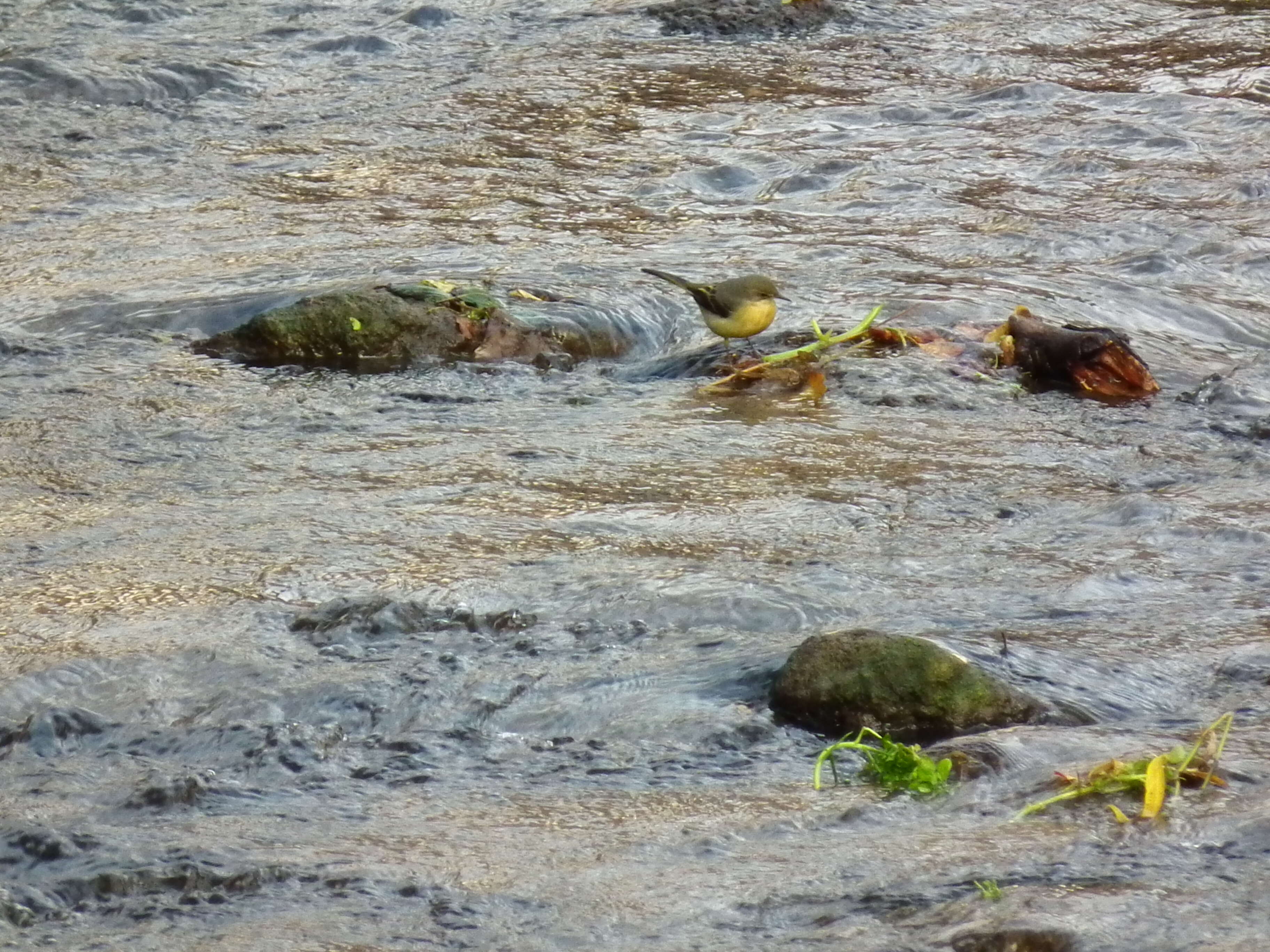 Image of Grey Wagtail