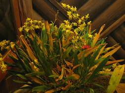 Image of Oncidium cheirophorum Rchb. fil.