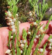 Image of Erica albens var. albens