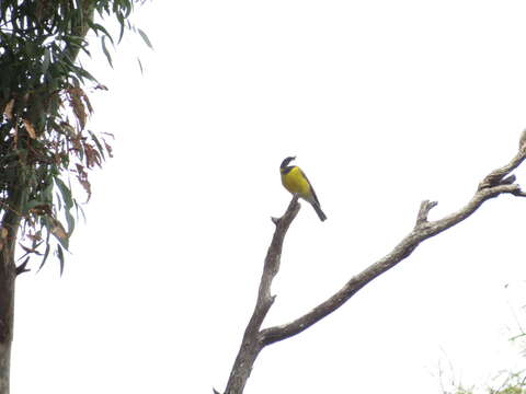 Imagem de Pachycephala pectoralis glaucura Gould 1845