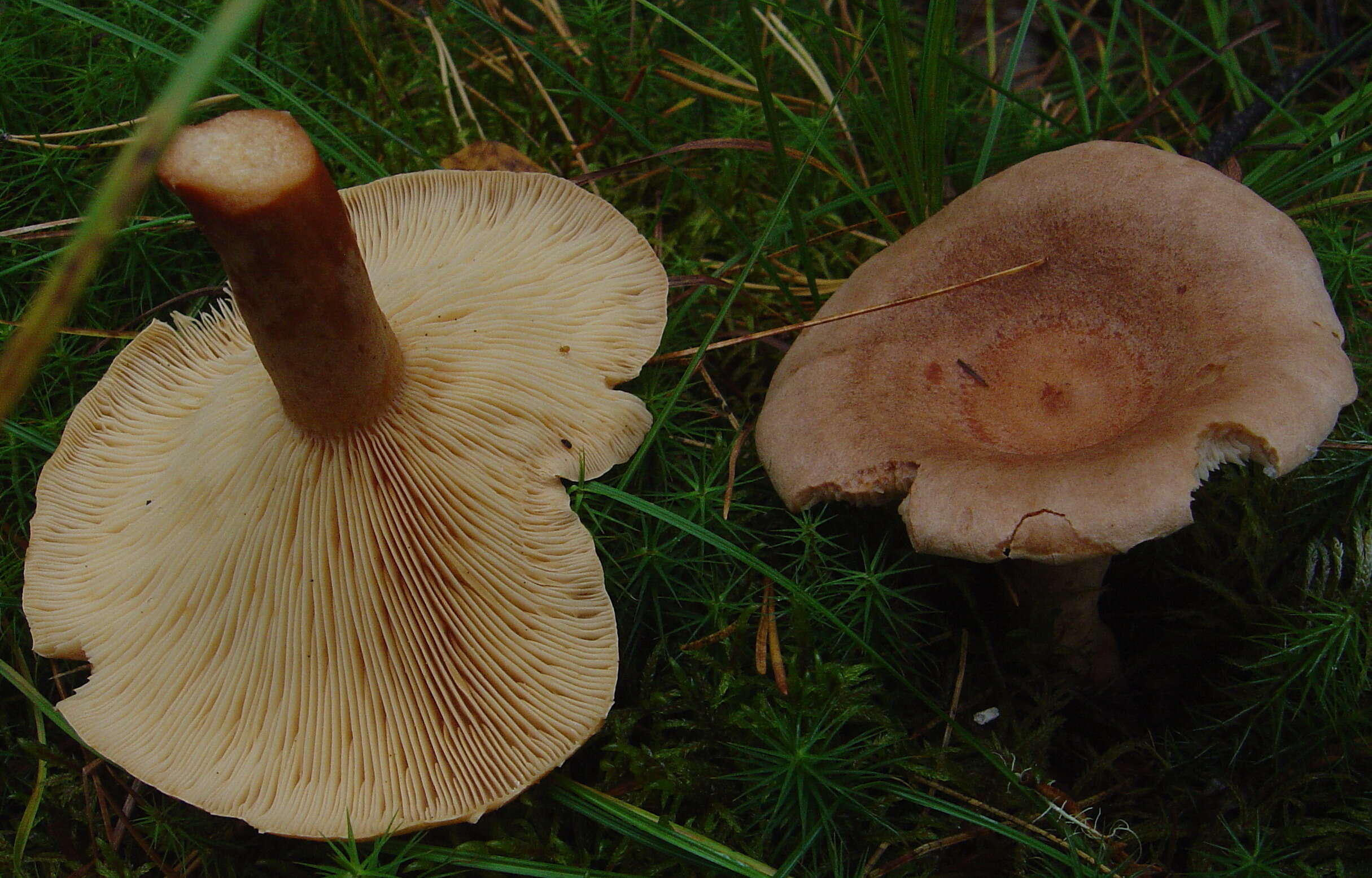 Lactarius helvus (Fr.) Fr. 1838 resmi