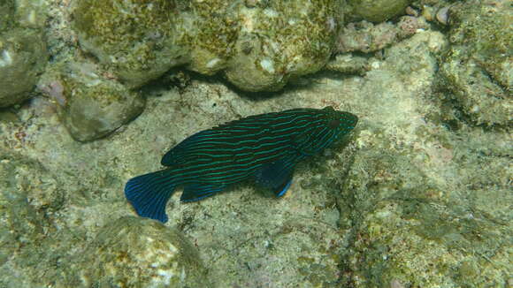 Image of Blue-lined Rock Cod