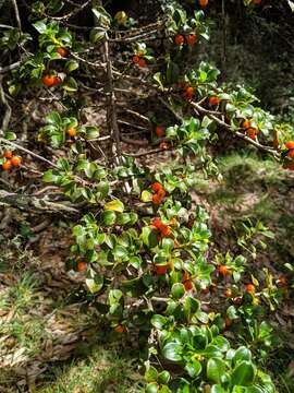 Image of alpine mirrorplant