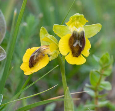 Image of Yellow Ophrys