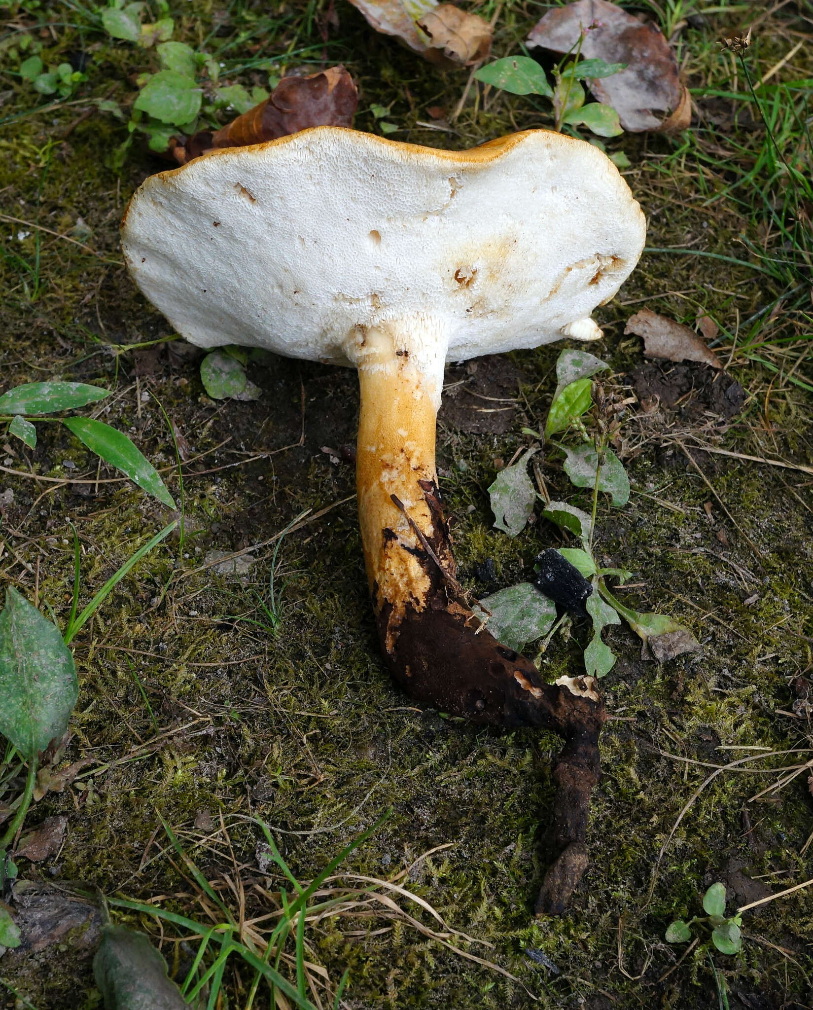 Polyporus radicatus Schwein. 1832 resmi