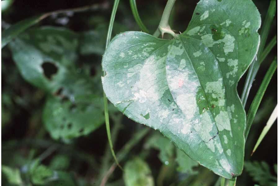 Smilax bona-nox L. resmi