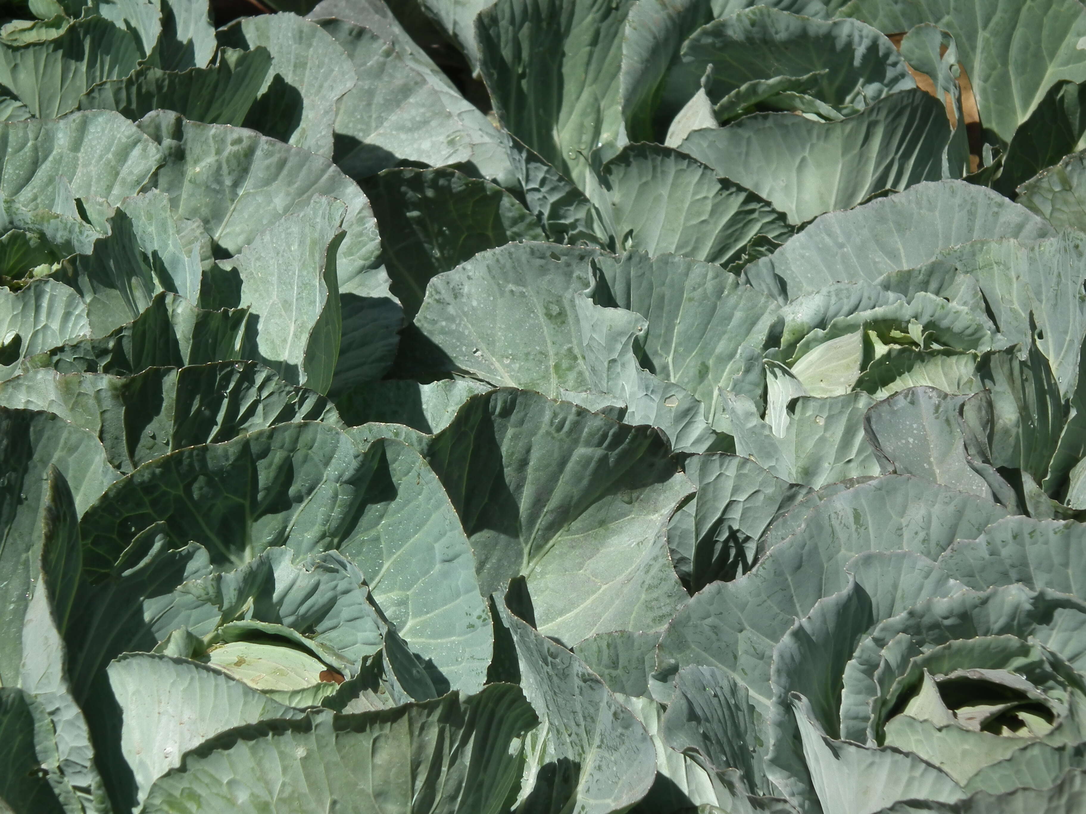 Image of white cabbage