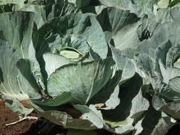 Image of white cabbage