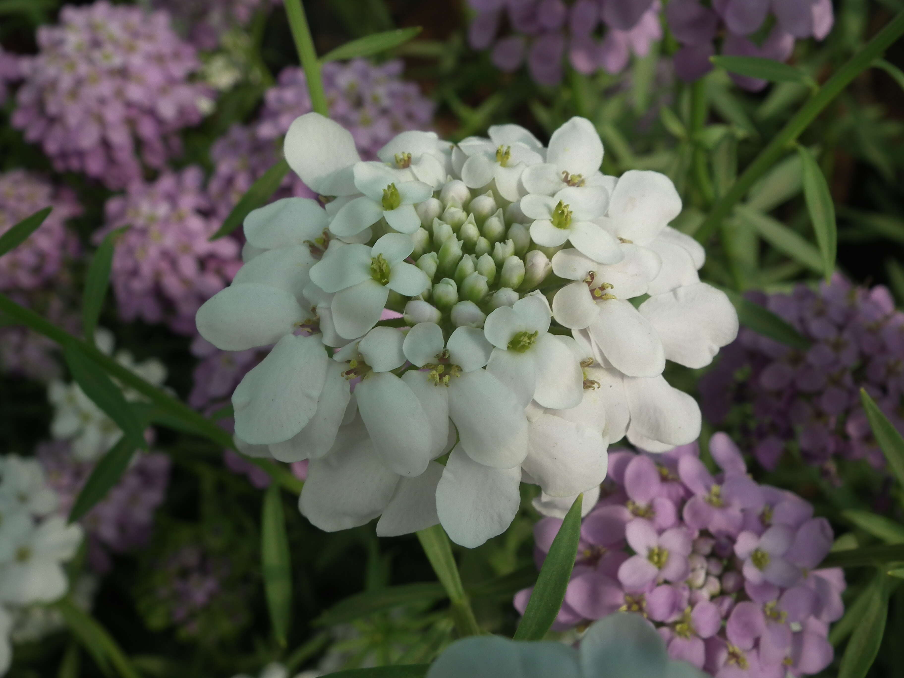 Plancia ëd Iberis umbellata L.