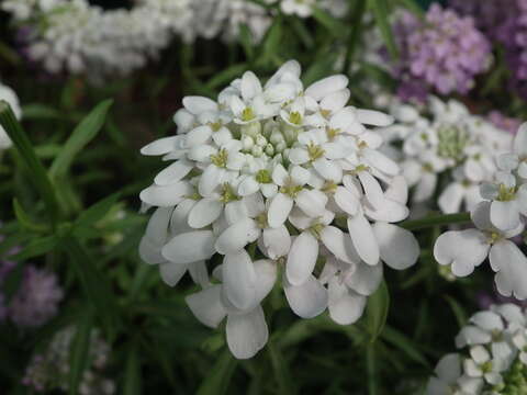 Imagem de Iberis umbellata L.