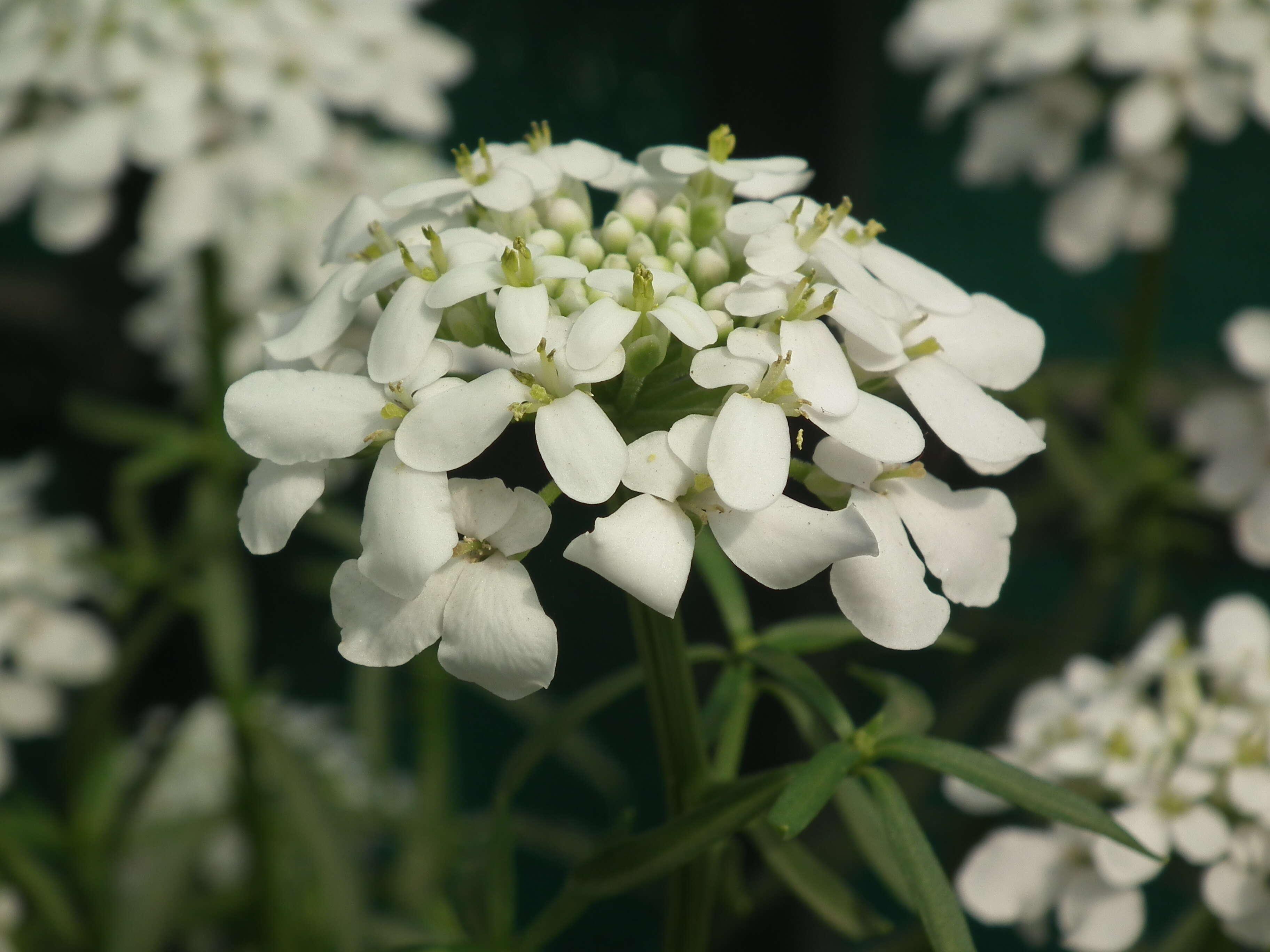 Plancia ëd Iberis umbellata L.