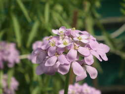 Plancia ëd Iberis umbellata L.