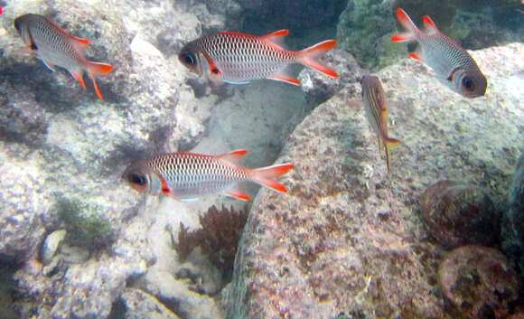 Image of Australian Squirrel-fish