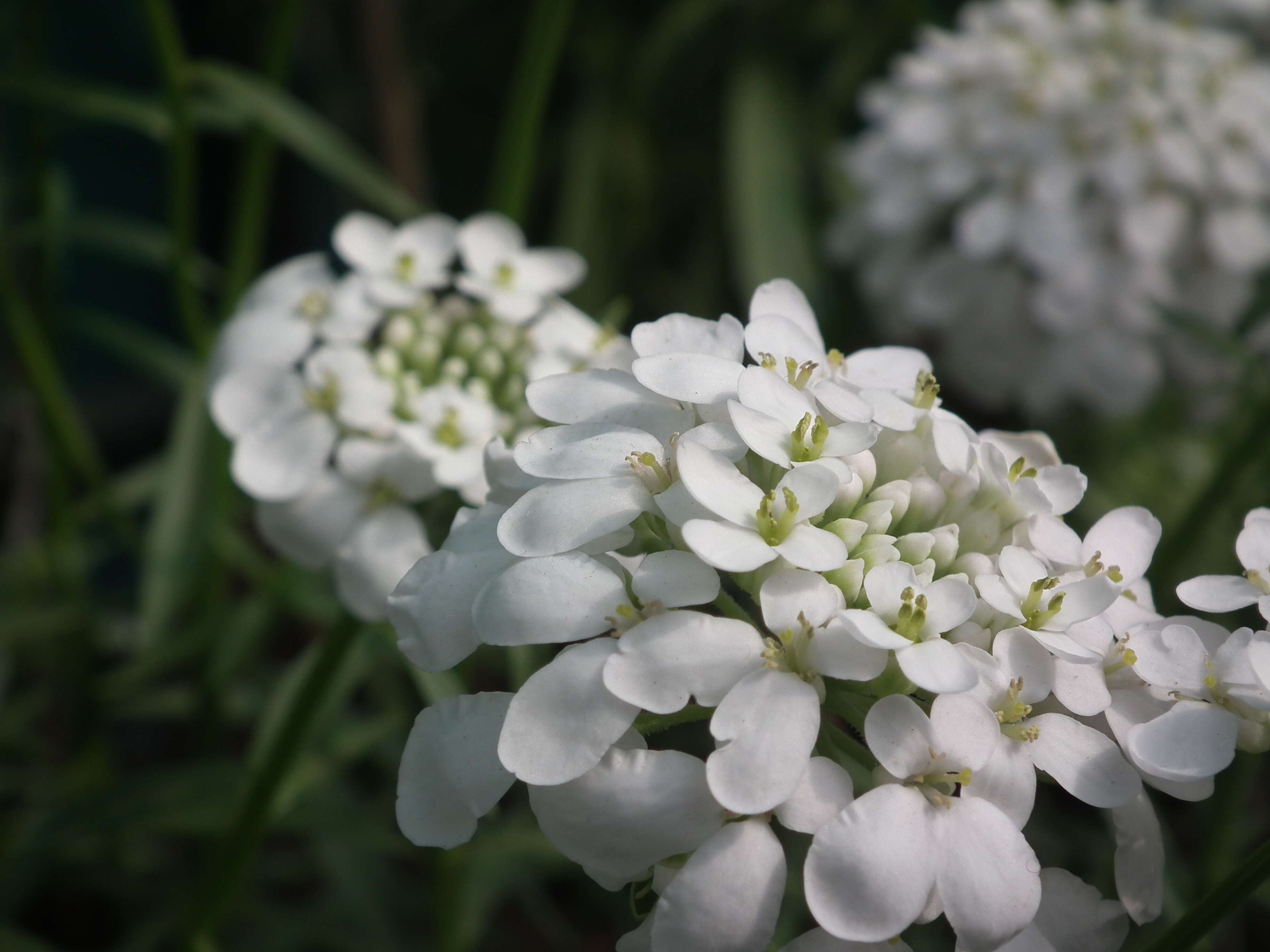 Plancia ëd Iberis umbellata L.