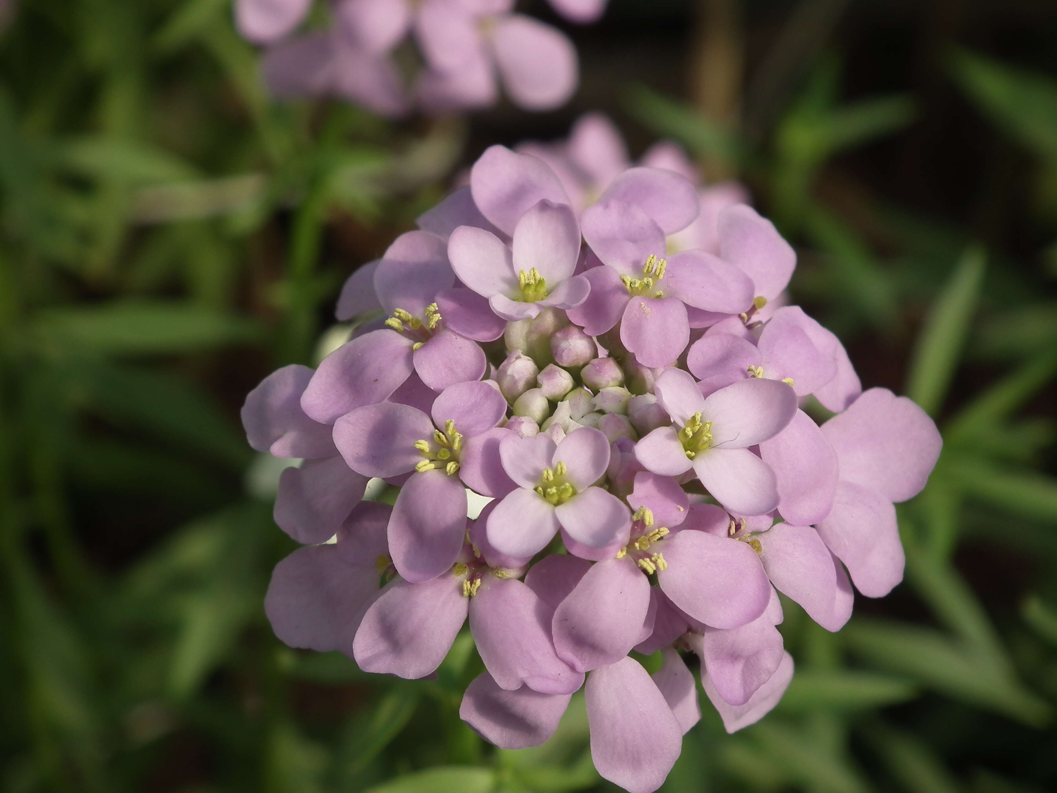 Plancia ëd Iberis umbellata L.