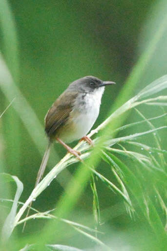 Image of Hill Prinia