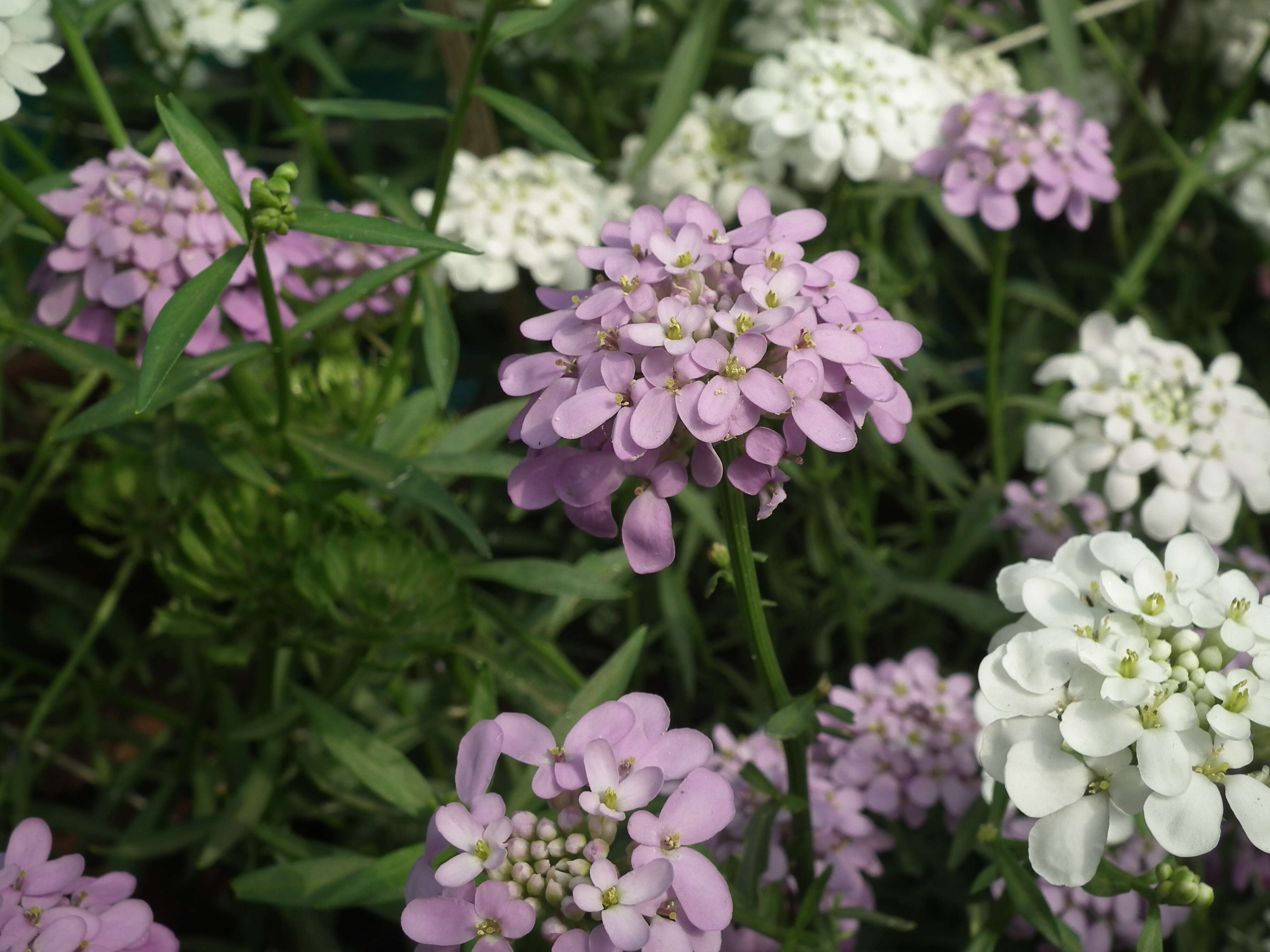 Plancia ëd Iberis umbellata L.