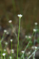 Sivun Eriocaulon decemflorum Maxim. kuva