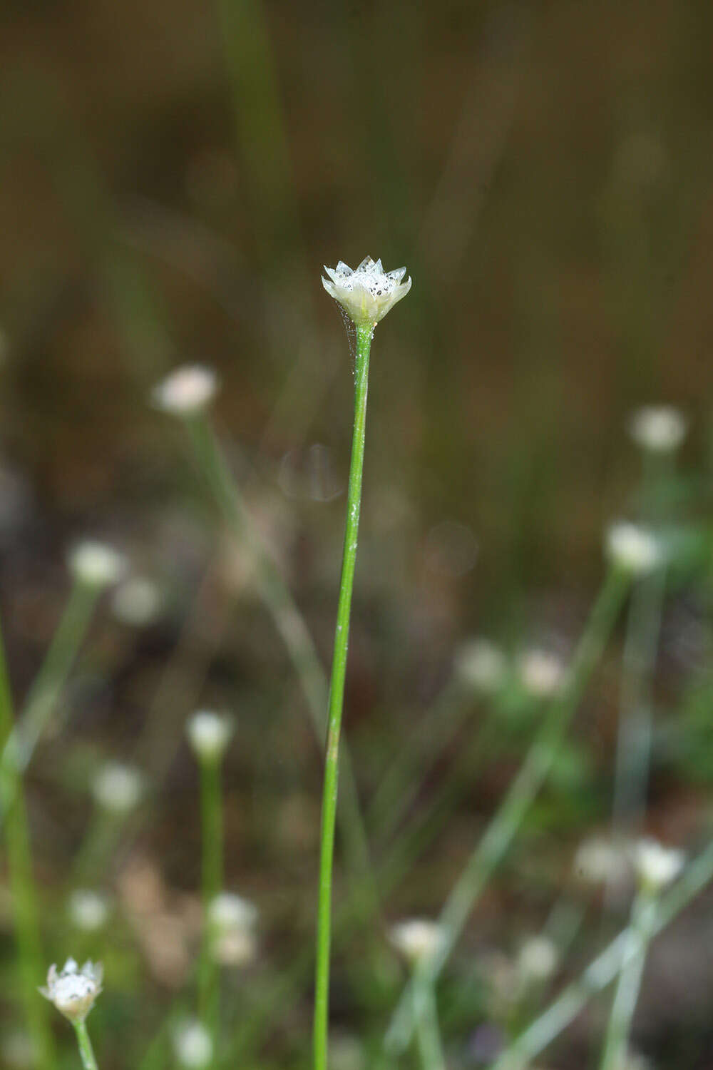 Sivun Eriocaulon decemflorum Maxim. kuva