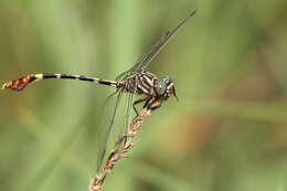 Image of Five-striped Leaftail