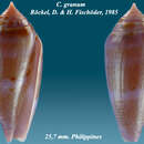 صورة Conus granum Röckel & Fischöder 1985