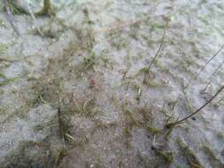 Image of lavender bladderwort