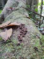 Image of Brown Palm Civet