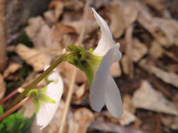 Image of Viola chaerophylloides var. sieboldiana (Maxim.) Makino