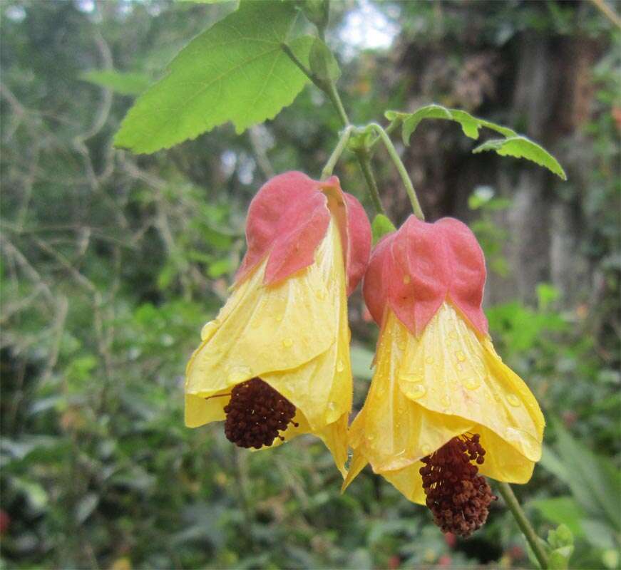 Image of trailing abutilon