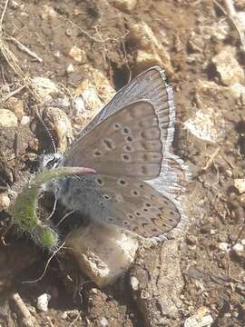 Image of Polyommatus eros (Ochsenheimer 1807)