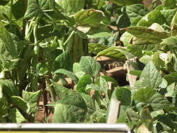 Image of kidney bean