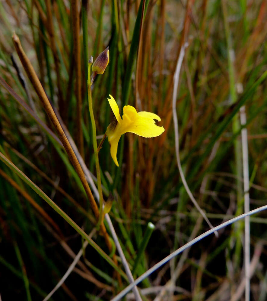 Image of Utricularia prehensilis E. Mey.