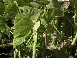 Image of kidney bean