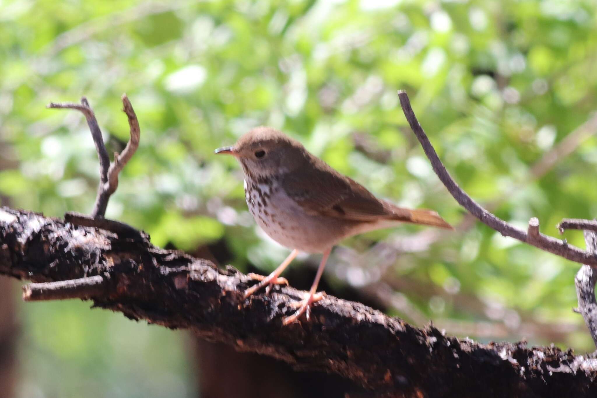 Image of Catharus guttatus auduboni (Baird & SF 1864)