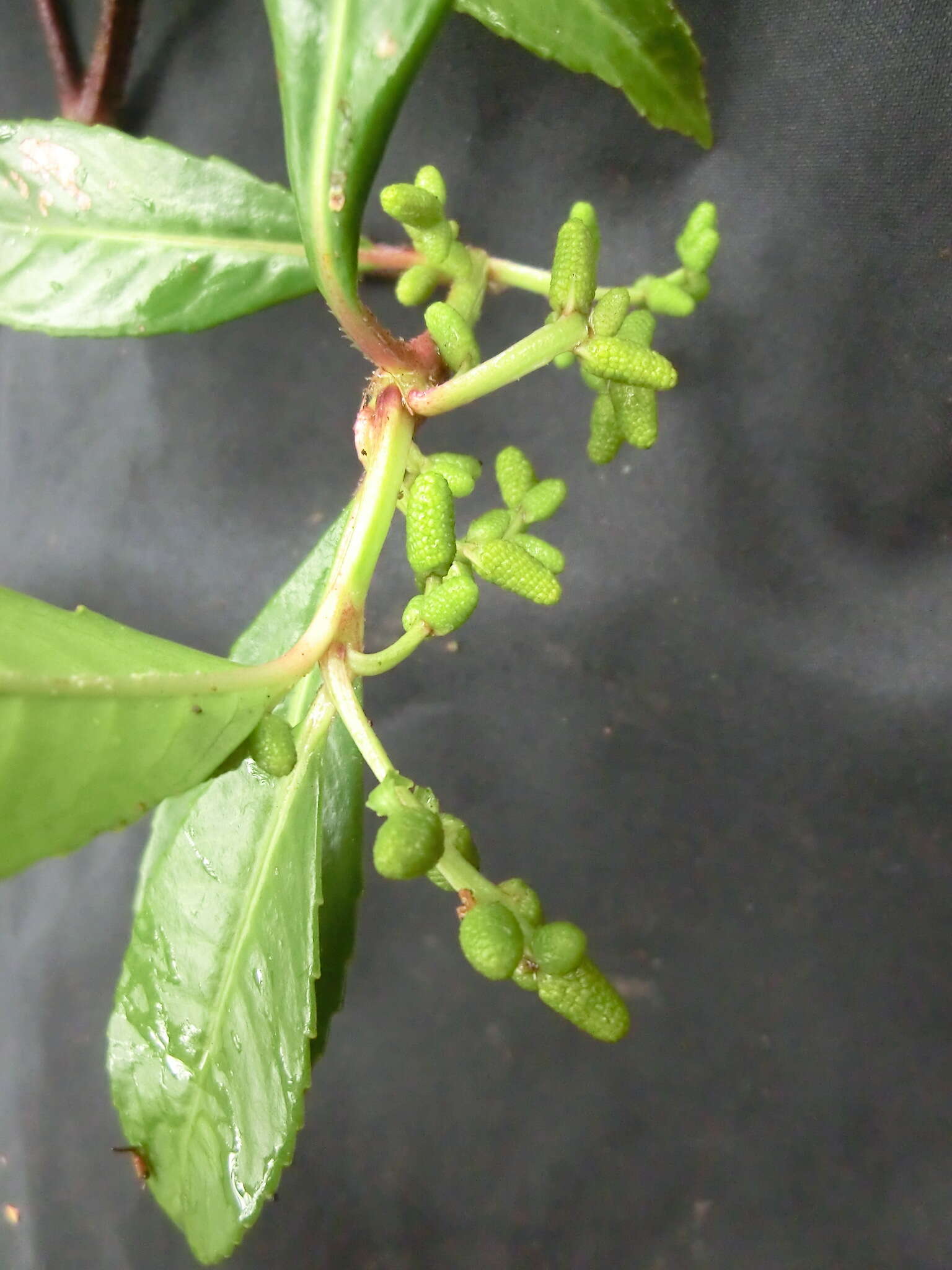 Image of Hedyosmum brasiliense Miq.