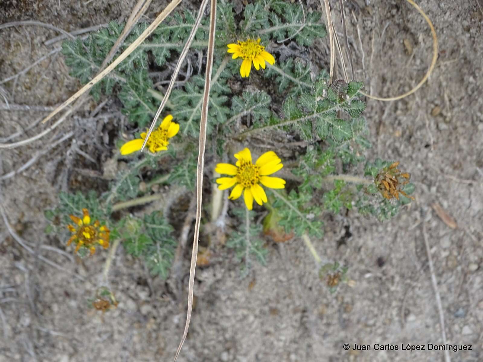 Sivun Dugesia mexicana (A. Gray) A. Gray kuva