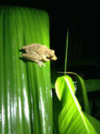 Image of Boulenger's Snouted Treefrog