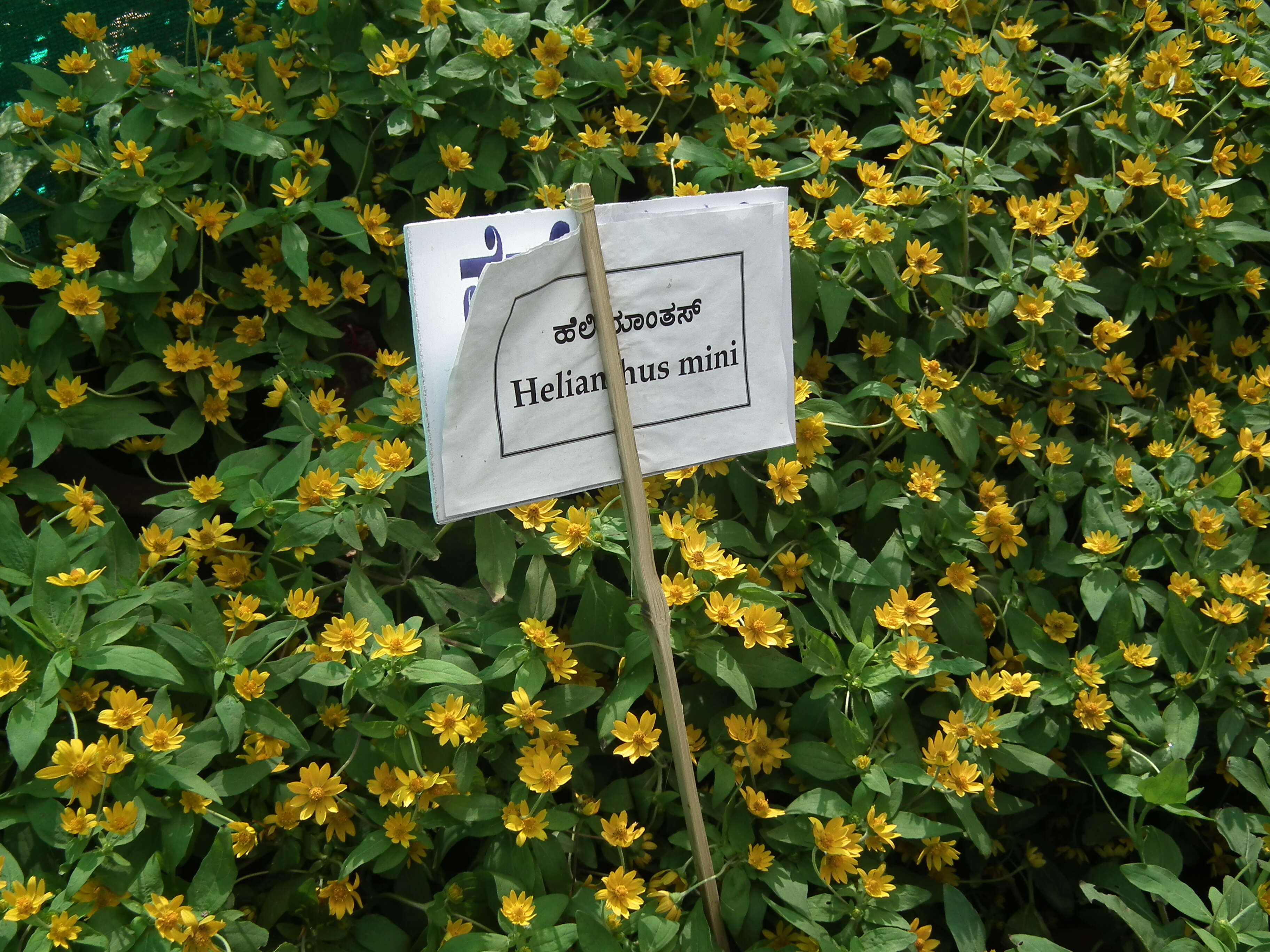 Image of Small Woodland Sunflower